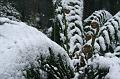 Snow on tree ferns, Sassafras IMG_7593